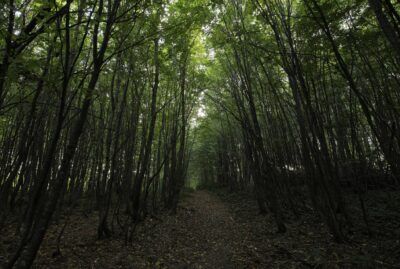 Beşkayalar Tabiat Parkı