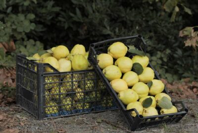 Eşme Ayvası ve Cezeryesi