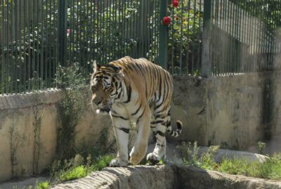 Faruk Yalçın Hayvanat Bahçesi ve Botanik Parkı