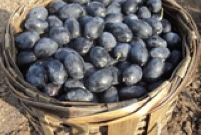 Karamürsel Samanlı Zeytini