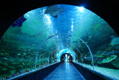 Körfez Aqua Kıtalar Akvaryumu (Kocaeli Akvaryumu)